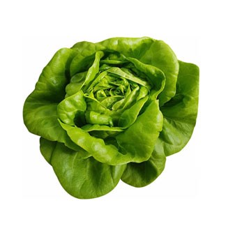 Butterhead Green Lettuce