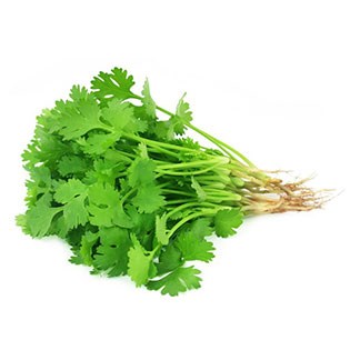 Coriander