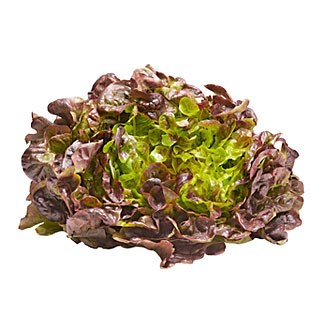 Red Oakleaf Lettuce