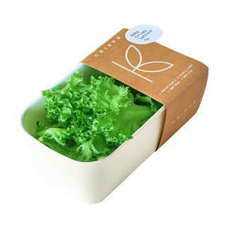 Baby Crispy Lettuce